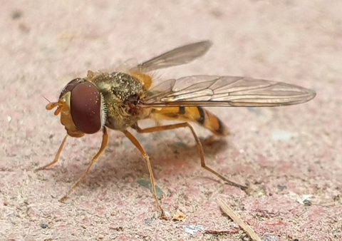 רקעים organism, arthropod