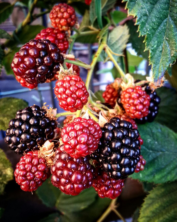 Red Fruits