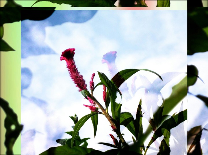 cock flower