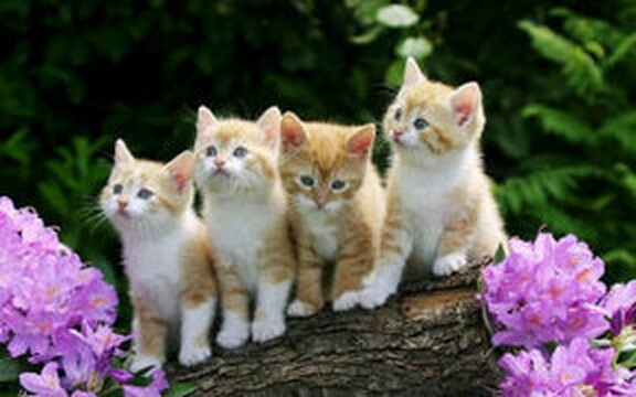 Four cat