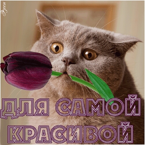 Кот з тюльпаном