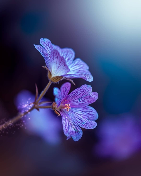 the Purple Effect