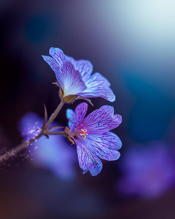the Purple Effect