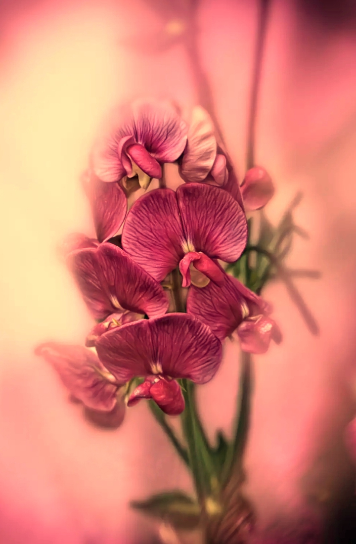 Blossom