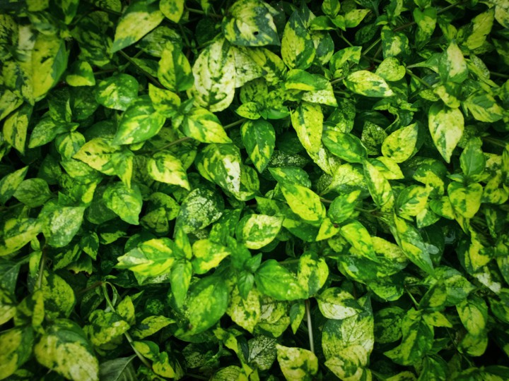 It's Green!