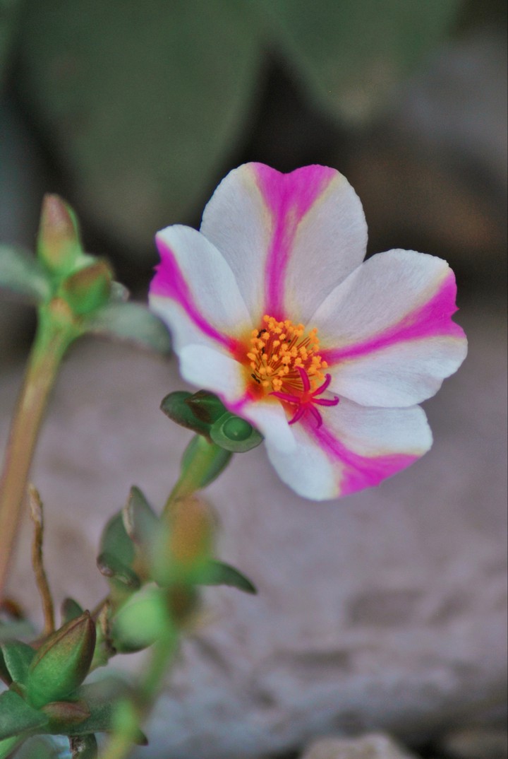 #flower -my click-