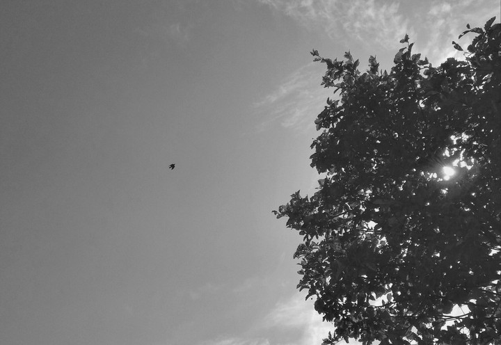 fly