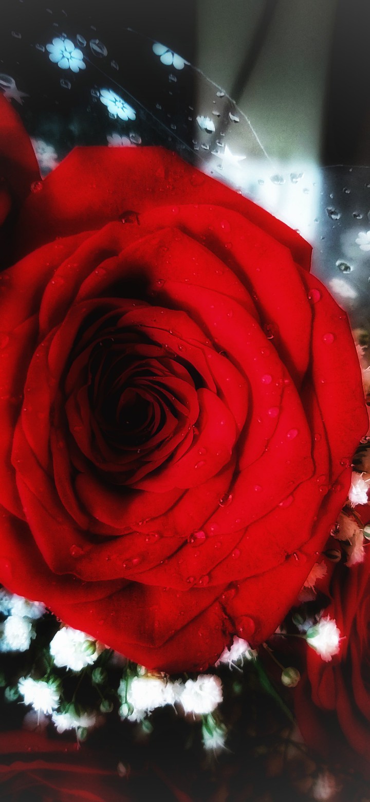 Love Rose