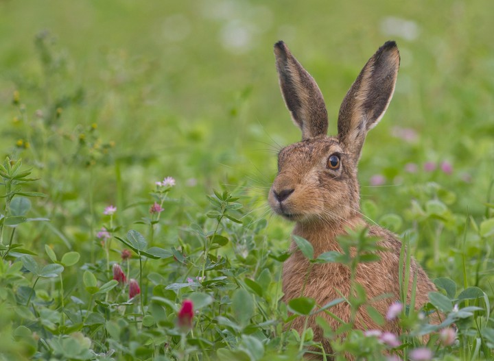 Hase