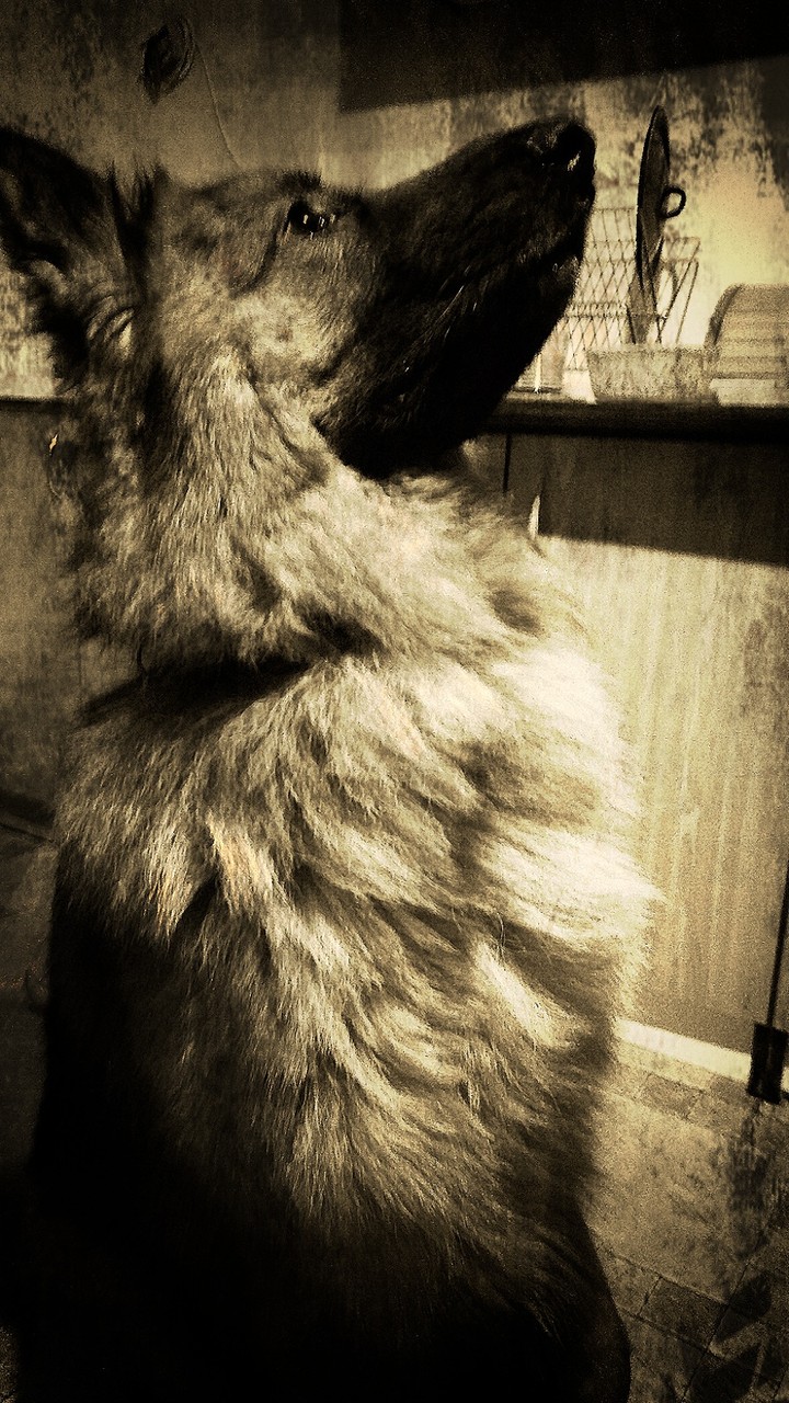 dog