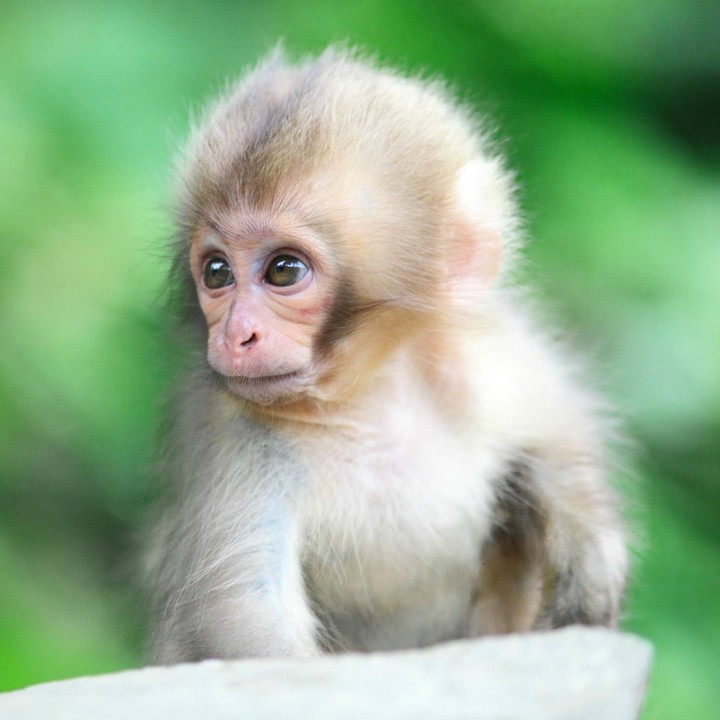 Monkey