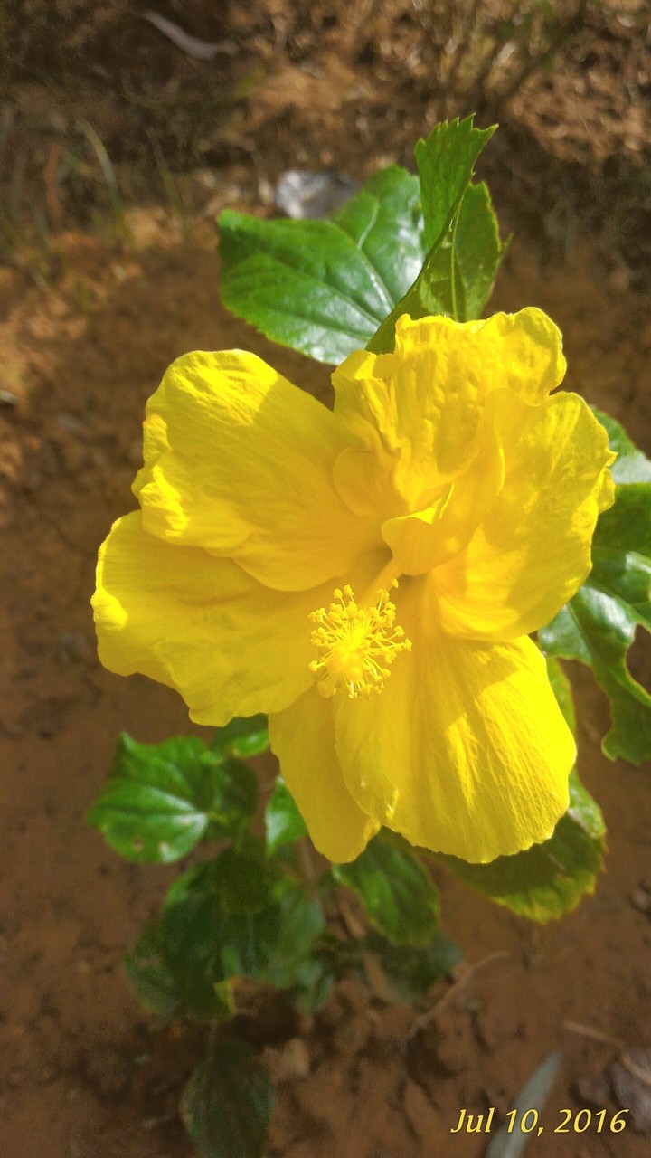 hibiscus