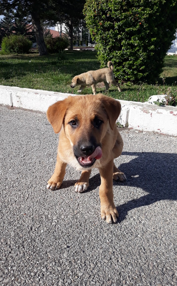 loves animals