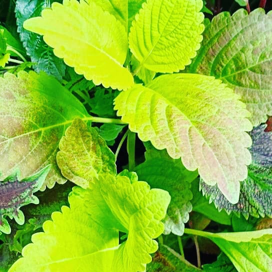 coleus