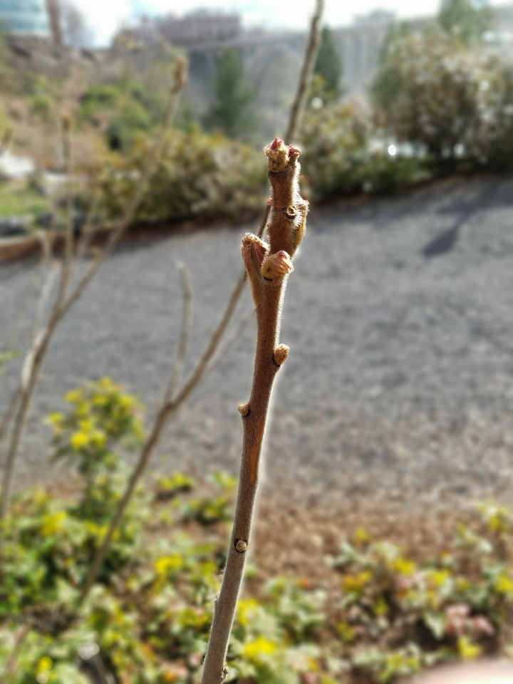 spring