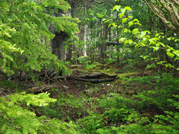 forest