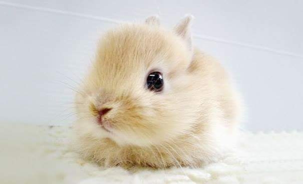 baby rabbit