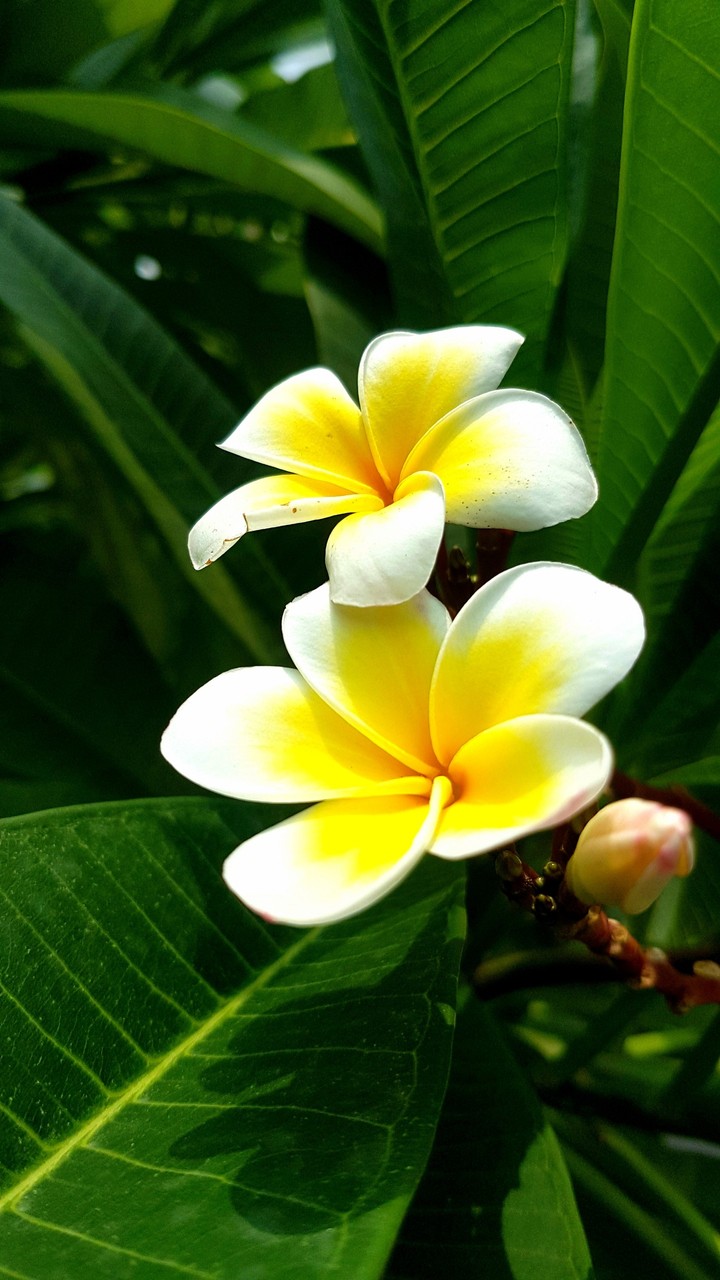 White Yellow Flower