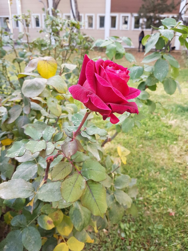 kışa inat