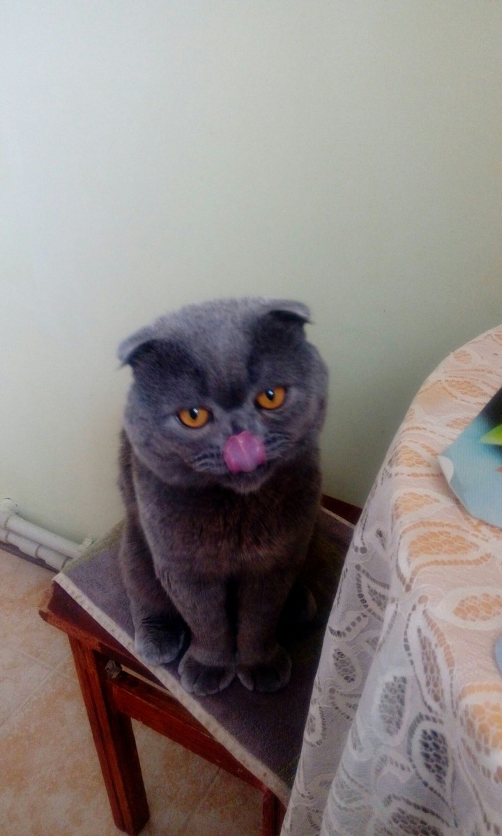 кот