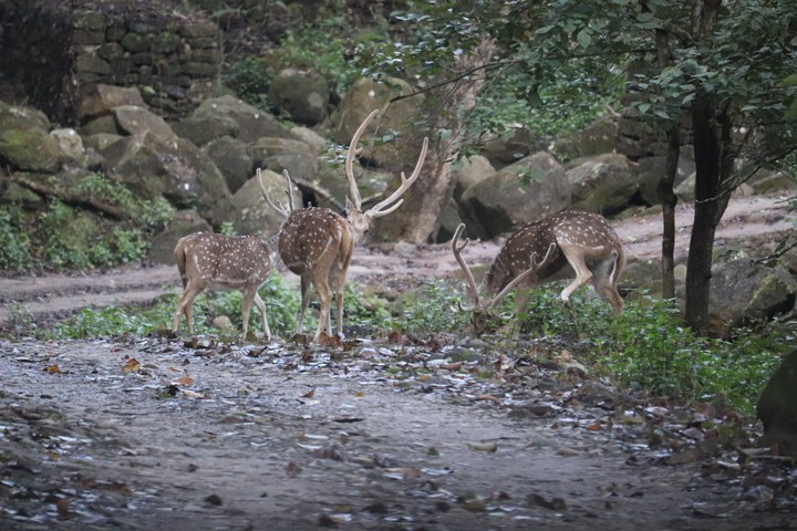 Jim corbett deers