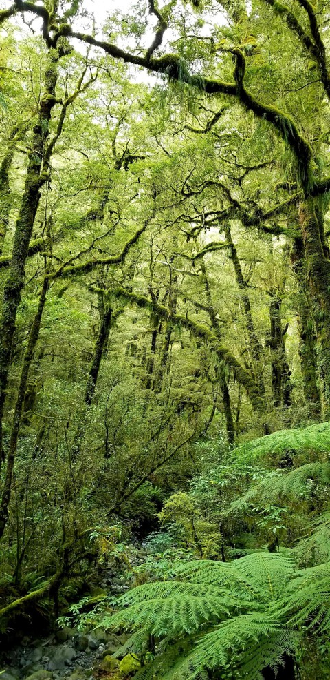 nature, 綠色桌布