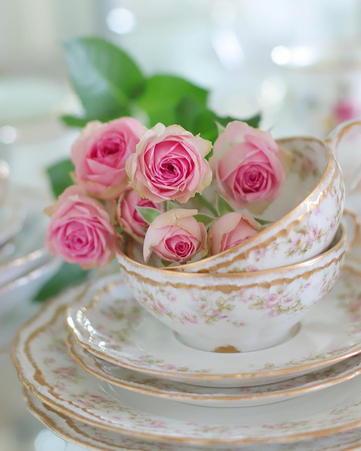 Roses bud