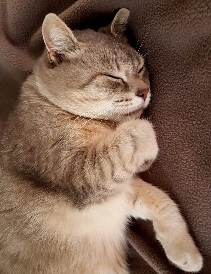 cat love❤️