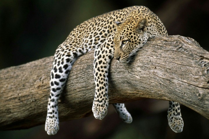 SAD LEOPARD