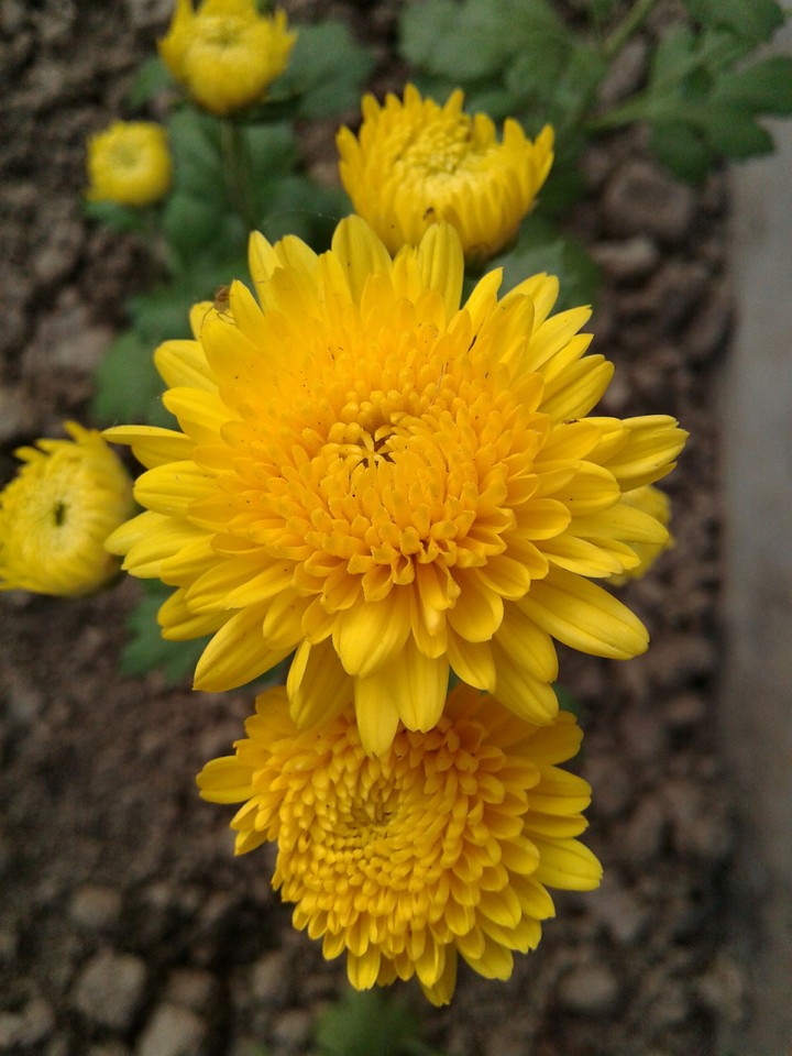 yellow