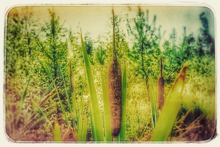 NatureOne