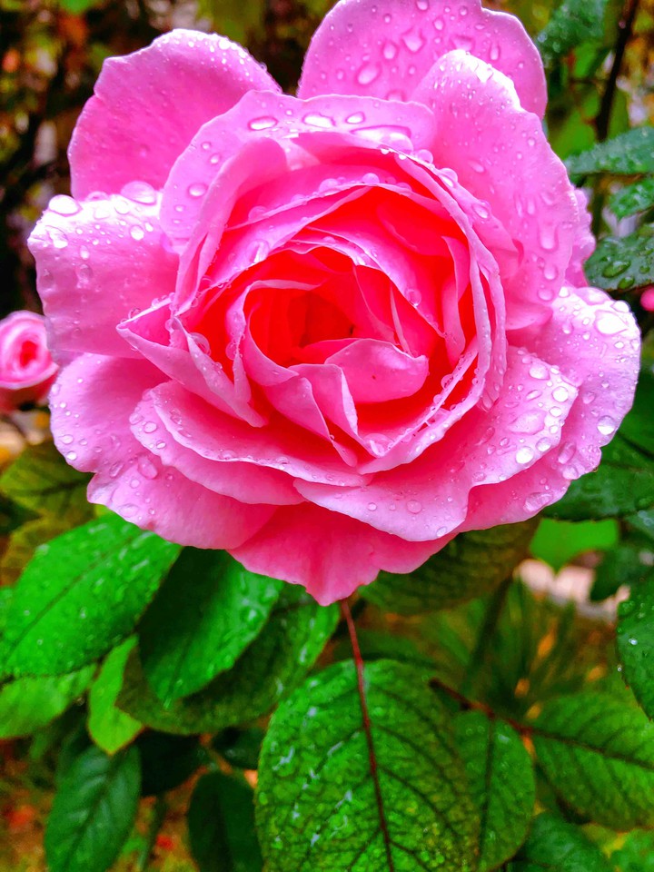 pink rose