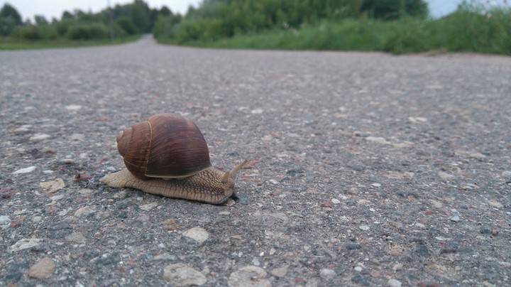 Long road to home