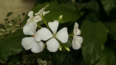 geranios