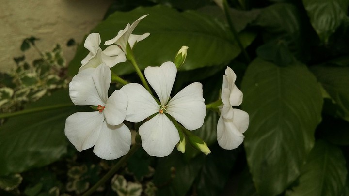 geranios