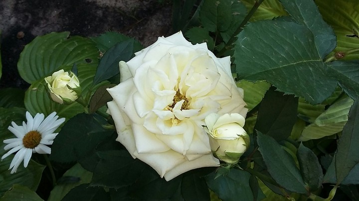 flower