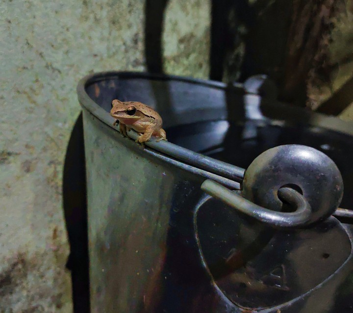 frog