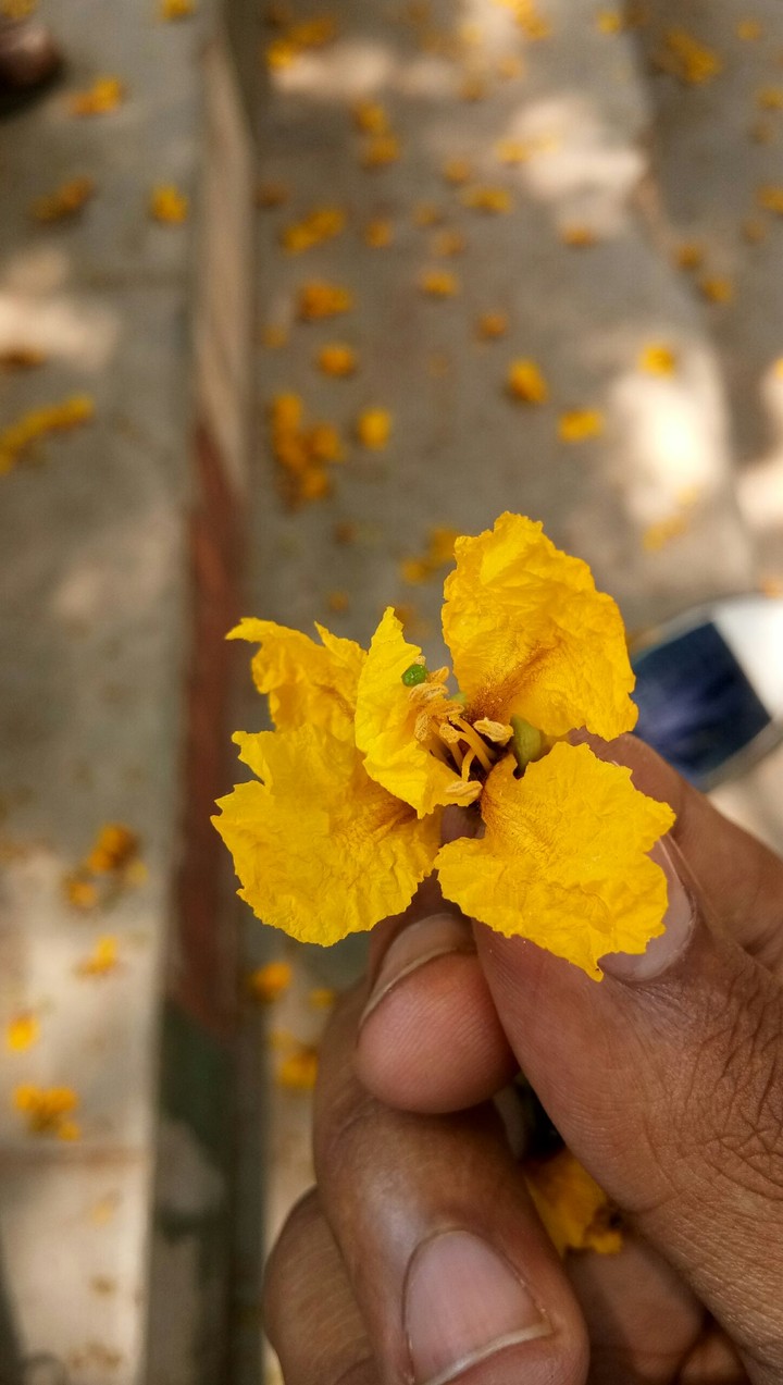 flower