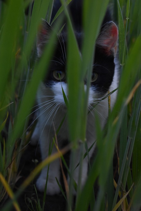 cat