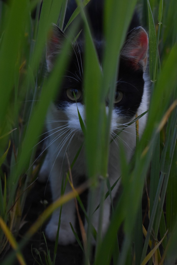 cat