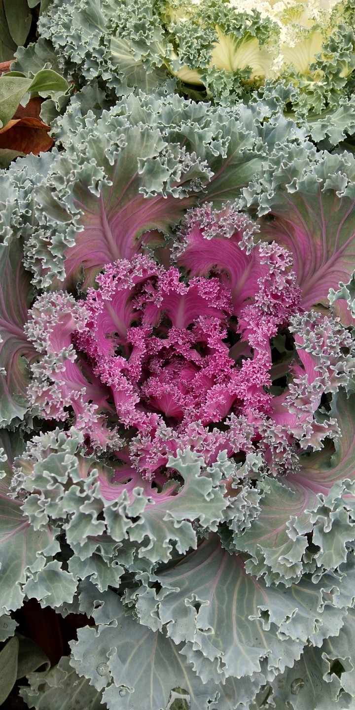 Cabbage Lowly Kale