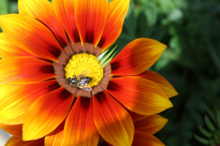 Sunflower