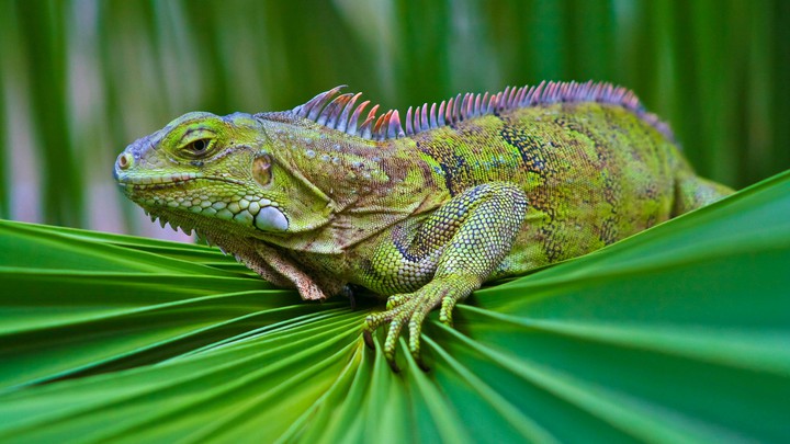 Iguana green of Leaf
