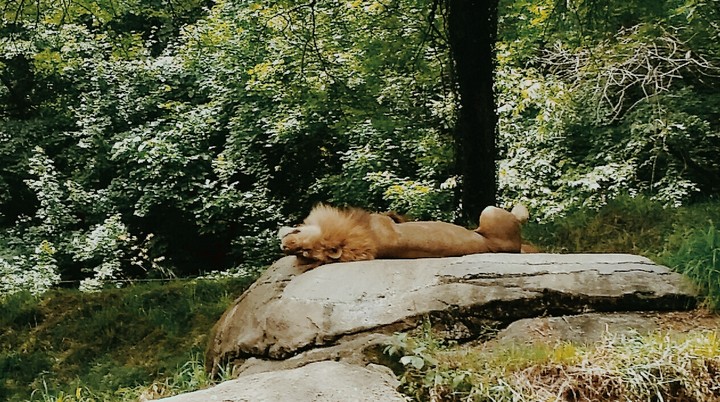 lion at the zoo