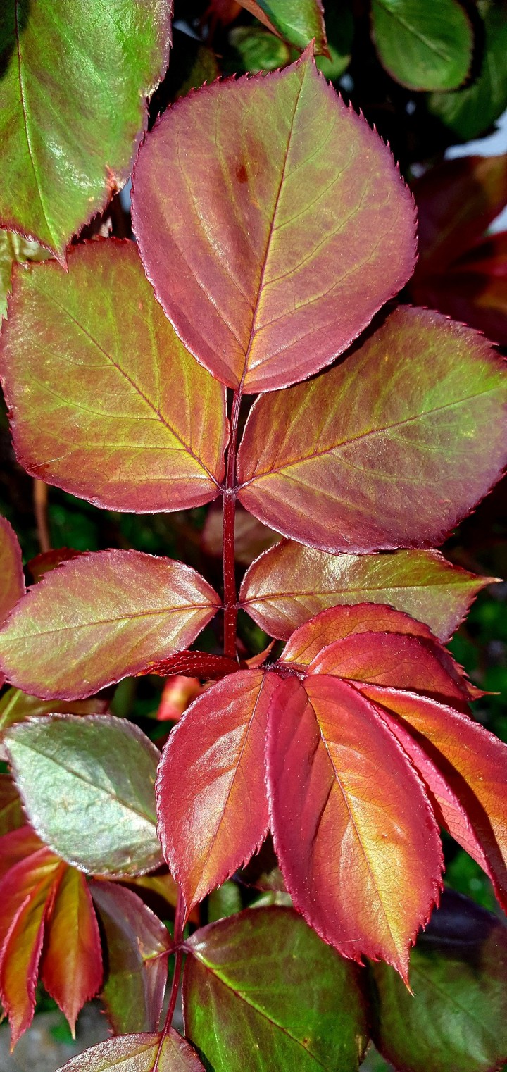 Red Green