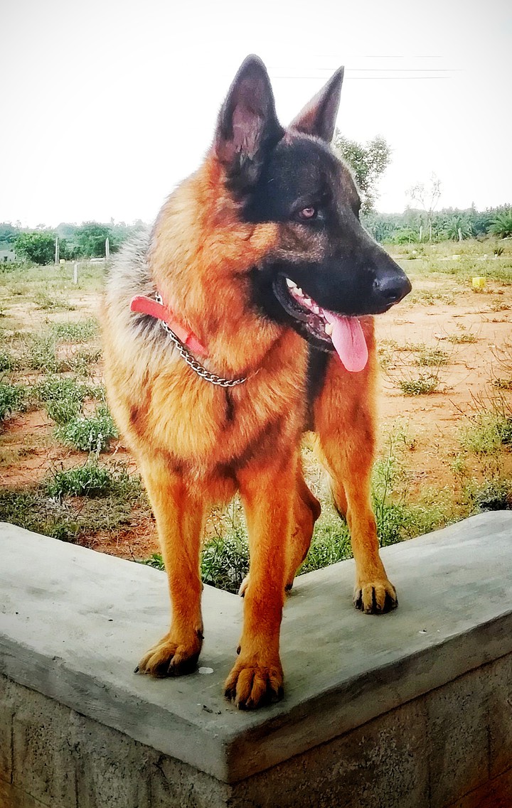 German shepherd