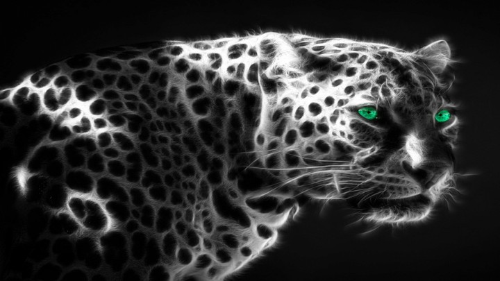 Leopard
