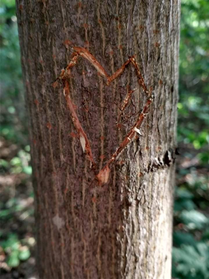 heart