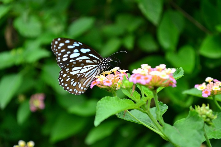 butterfly