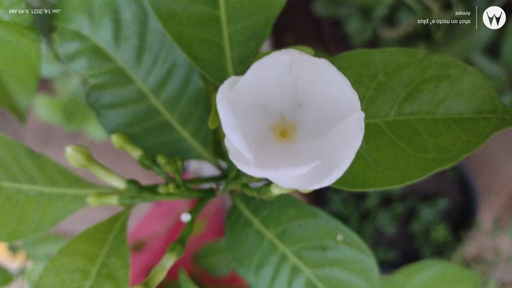 white flower